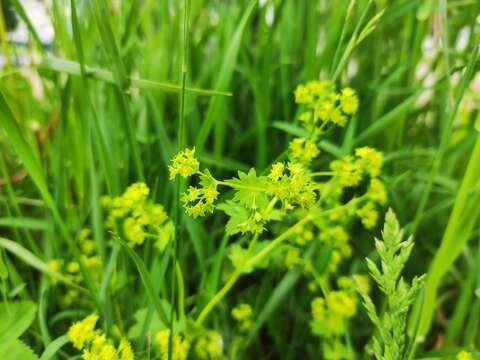 Image of Alchemilla baltica Sam. ex Juz.