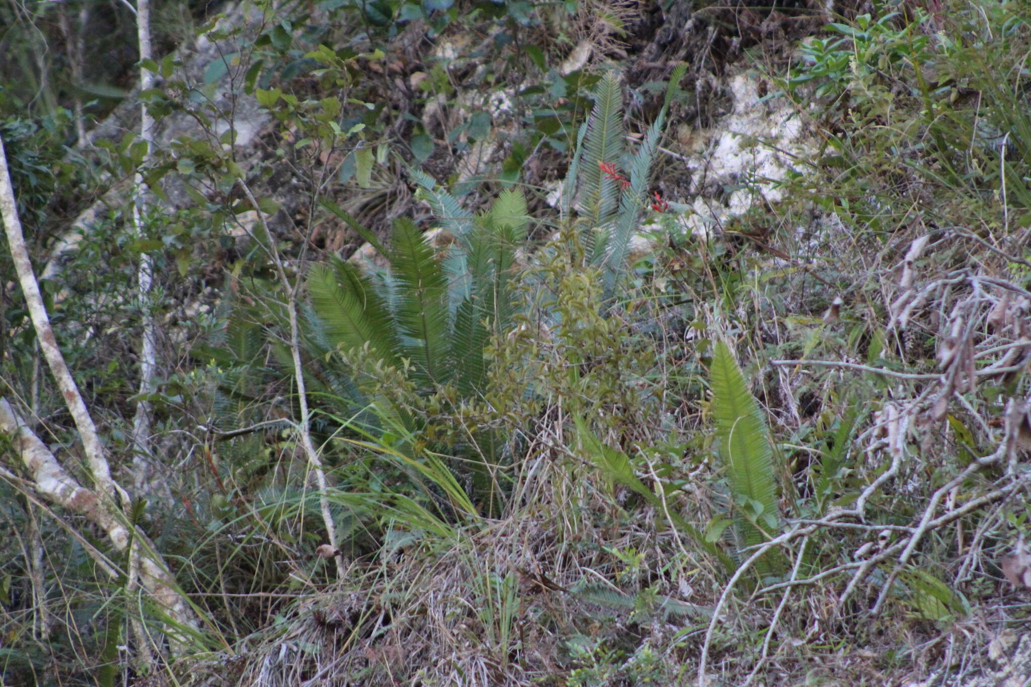 Image of Chestnut Dioon