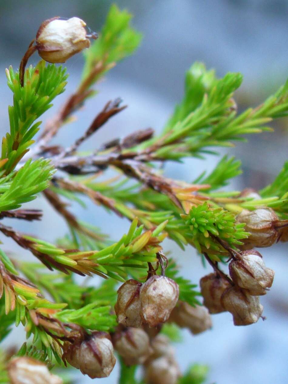 Imagem de Erica margaritacea