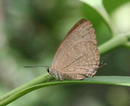 Plancia ëd Arhopala elopura H. H. Druce 1894