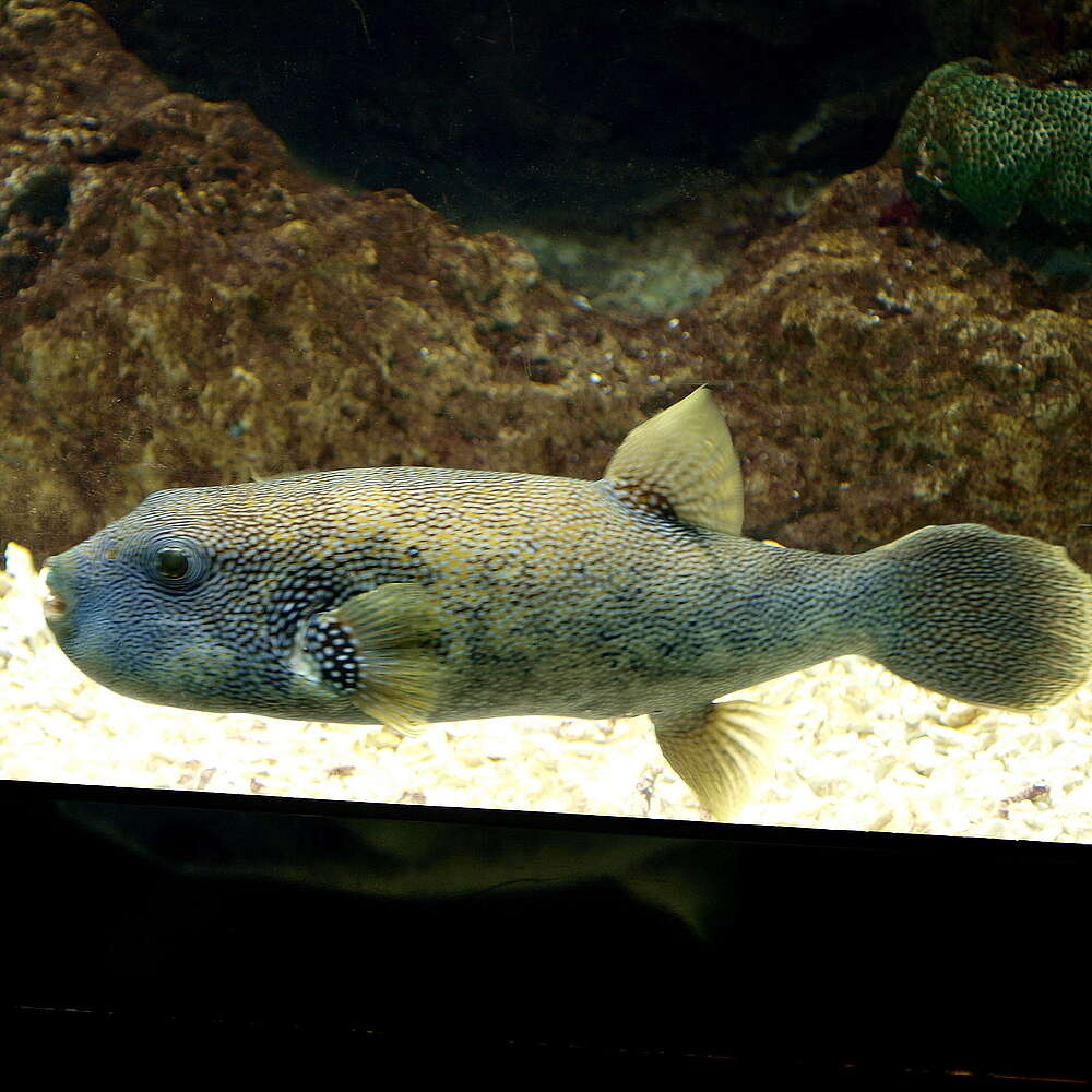 Image of Blue-spotted Puffer