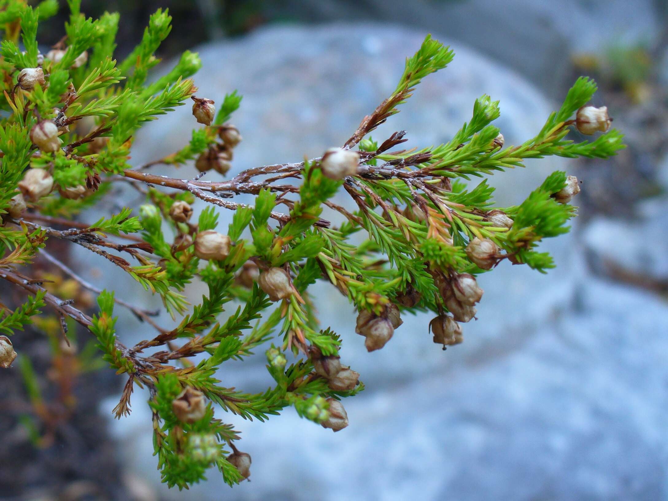 Imagem de Erica margaritacea