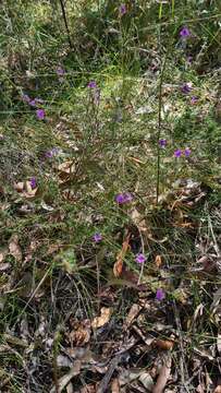 Image of Prostanthera howelliae Blakely