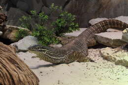 Image of Argus Monitor