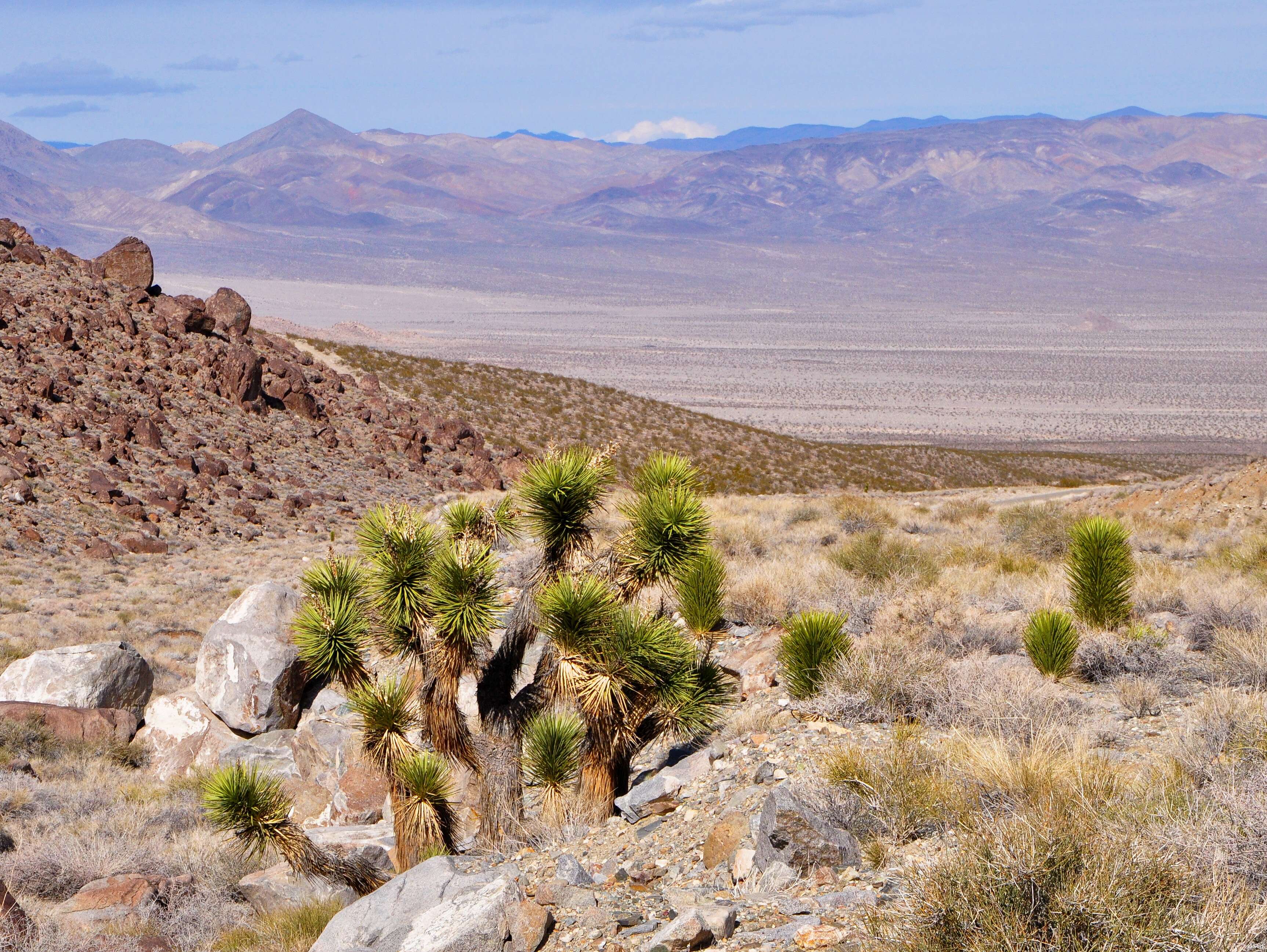 Слика од Yucca brevifolia Engelm.