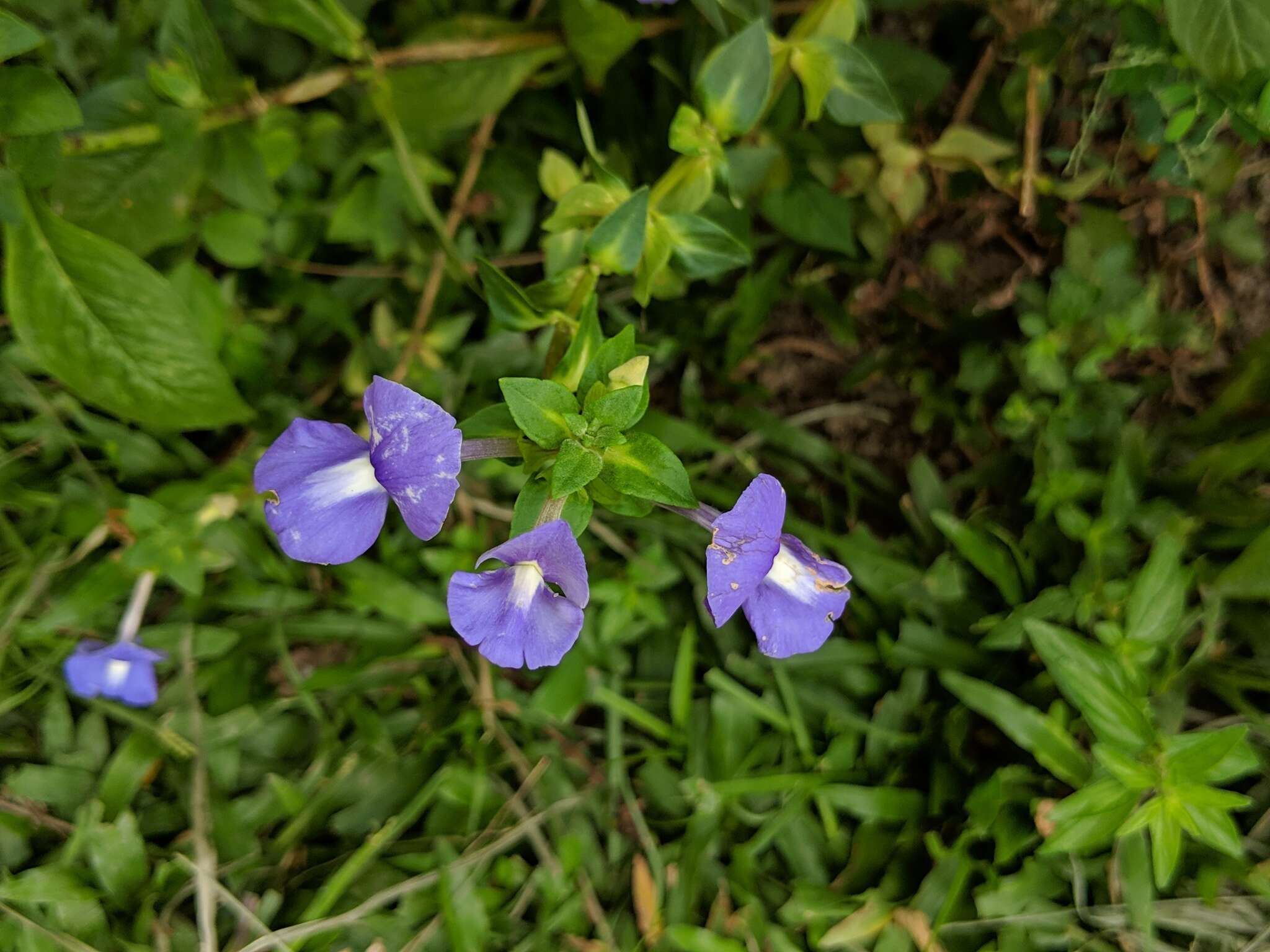 Plancia ëd Achetaria azurea (Linden) V. C. Souza