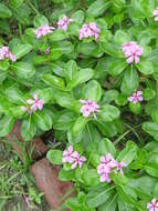 Image of Madagascar periwinkle