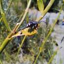 Plancia ëd Brachychilus scutellaris Blanchard 1851