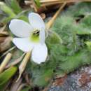 Image de Ourisia confertifolia M. T. Kalin Arroyo