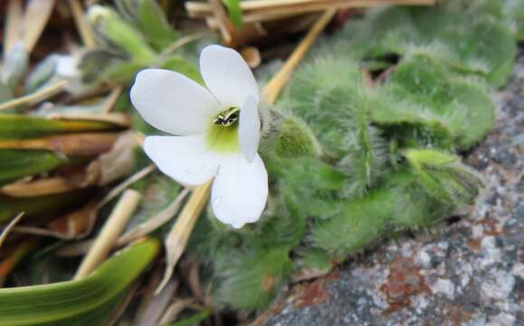 صورة Ourisia confertifolia M. T. Kalin Arroyo