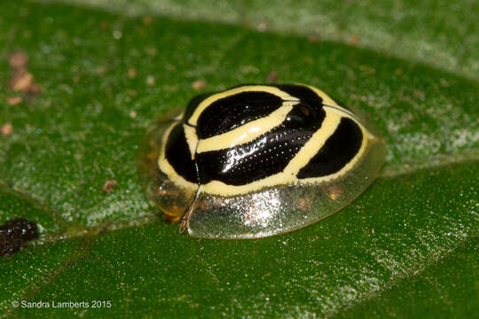 Image of Coptocycla (Podostraba) laqueata Spaeth 1936