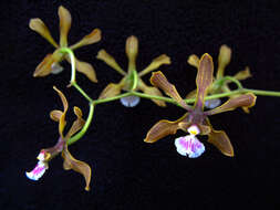 Image of Encyclia aenicta Dressler & G. E. Pollard