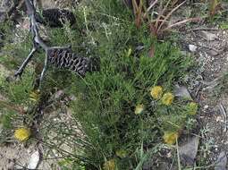 Imagem de Isopogon prostratus Mc Gill.