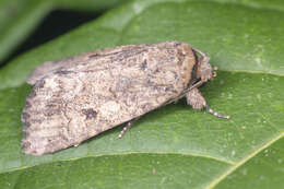 Image of Spodoptera pecten Guenée 1852