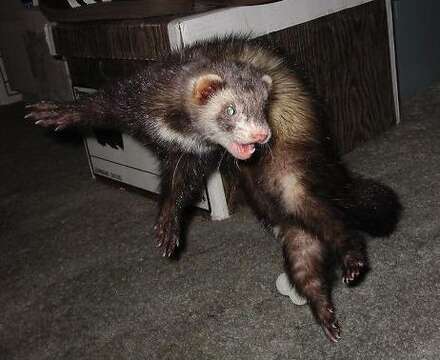 Image of domestic ferret