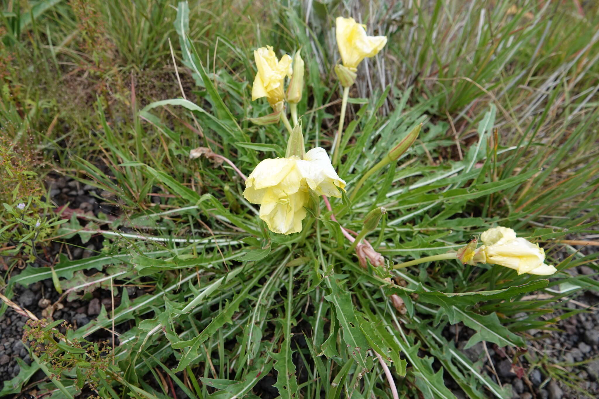 Plancia ëd Oenothera flava (A. Nels.) Garrett