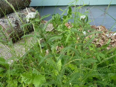 Image of Aphid