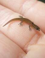 Sphaerodactylus parvus King 1962的圖片