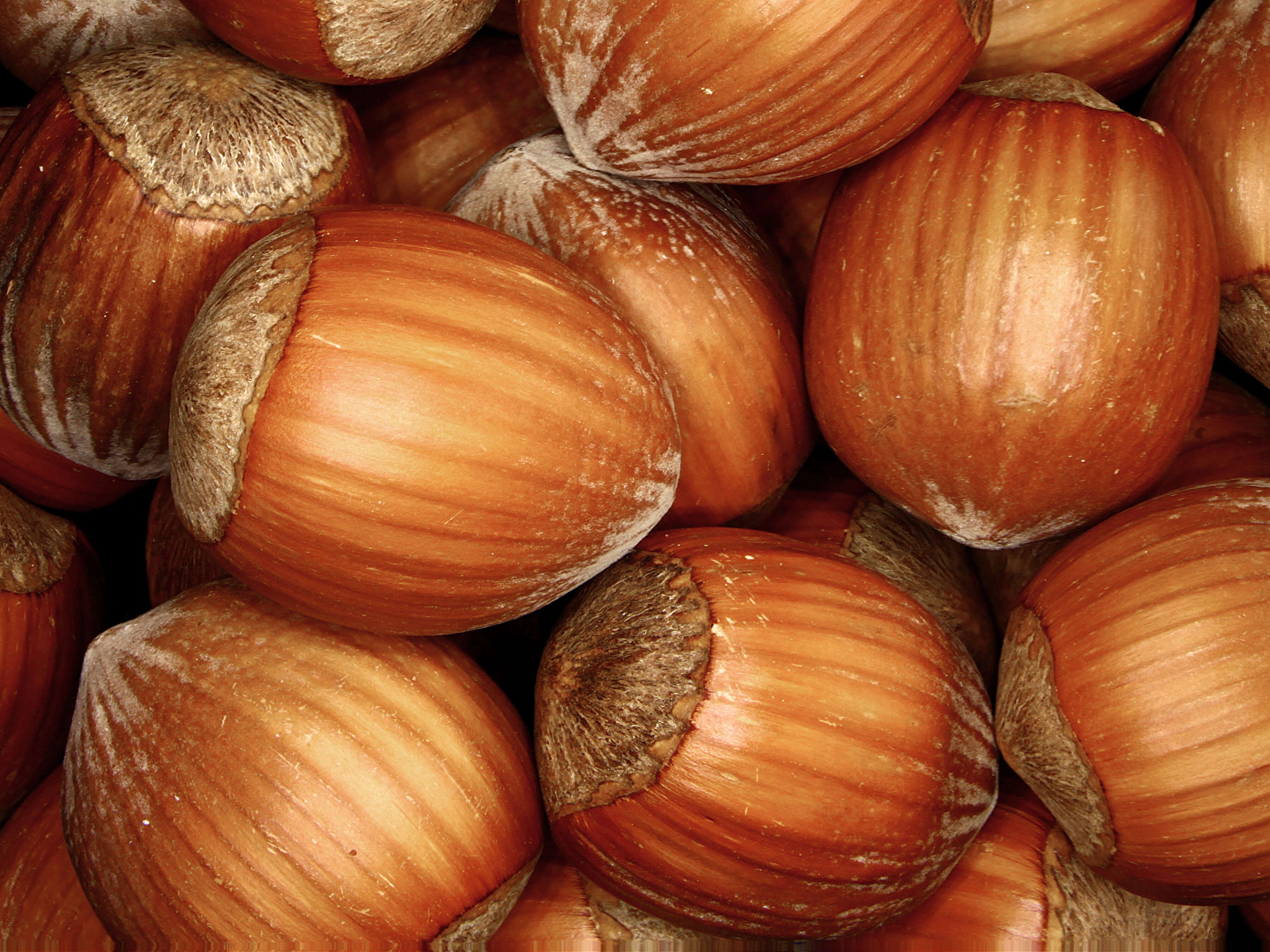 Image of Cobnut