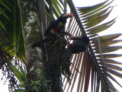 Image of Fiery-billed Aracari