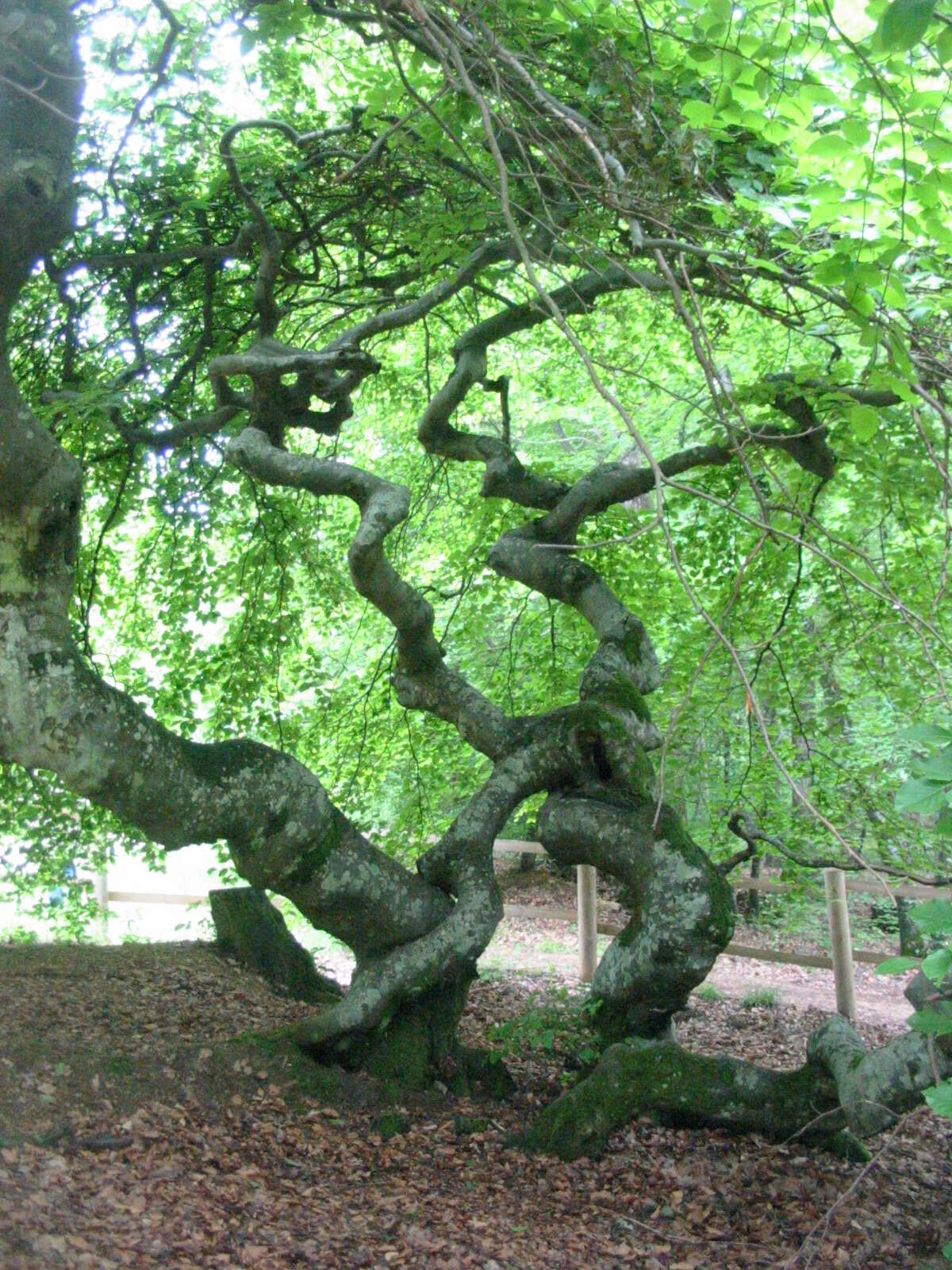 Image of Fagus sylvatica var. suentelensis