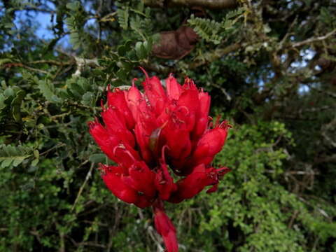 Image of Hottentot's Bean