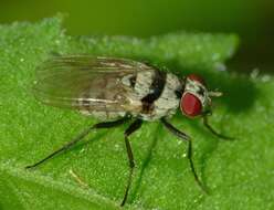 Image of Anthomyia silvestris Colless 1982