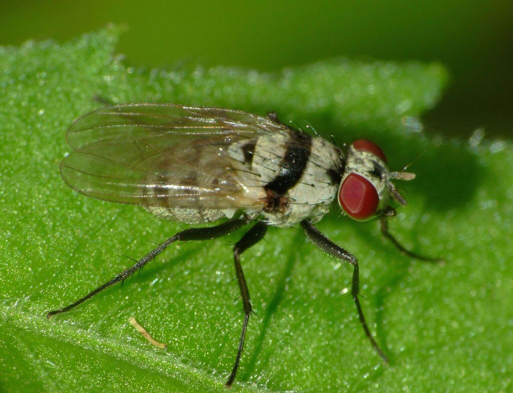 Anthomyia silvestris Colless 1982的圖片