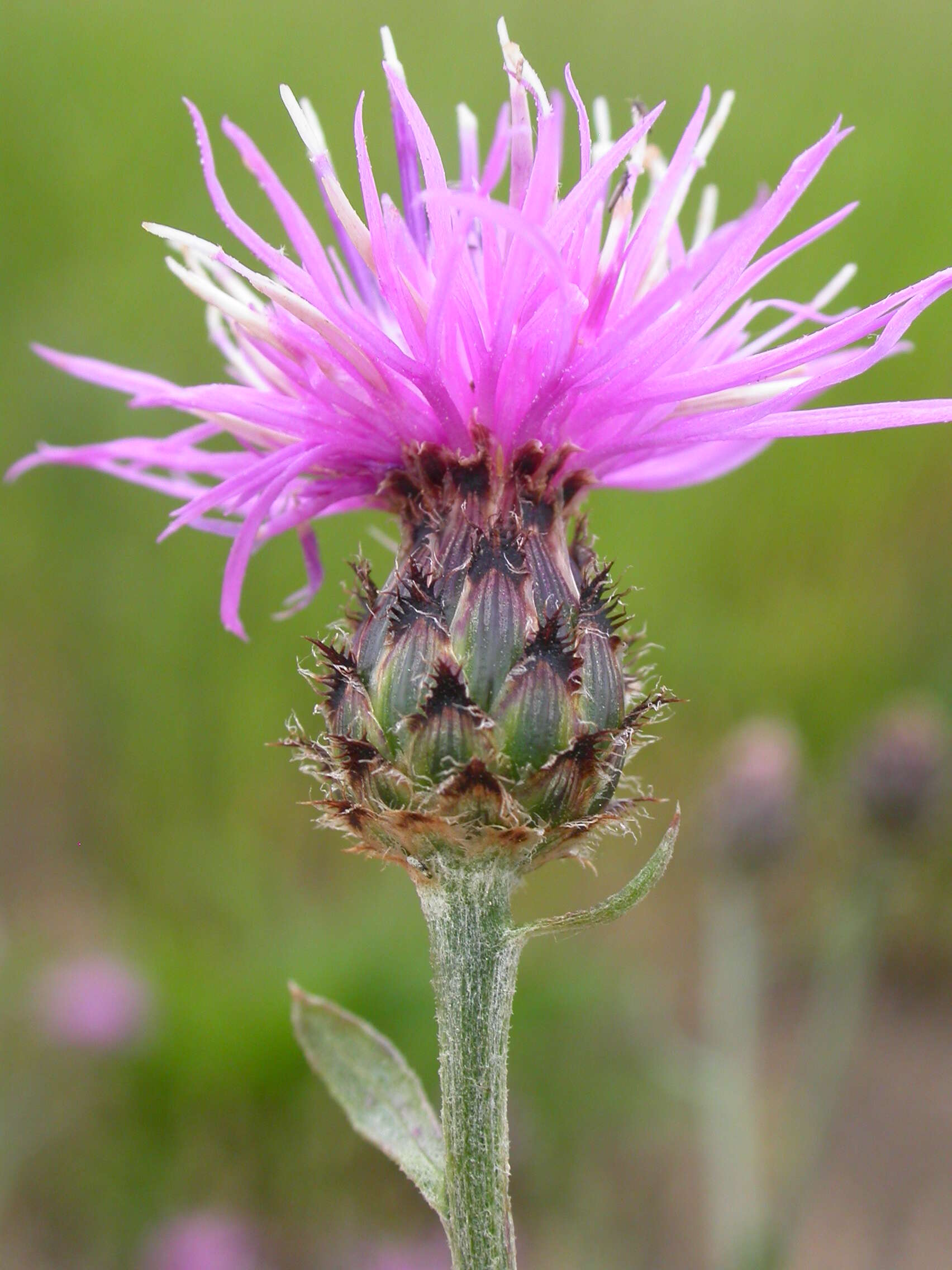 Image of spotted knapweed