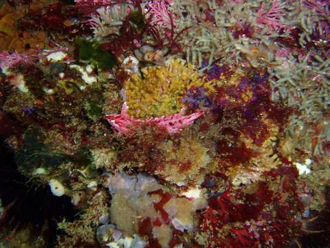 Image of Crevice Kelpfish