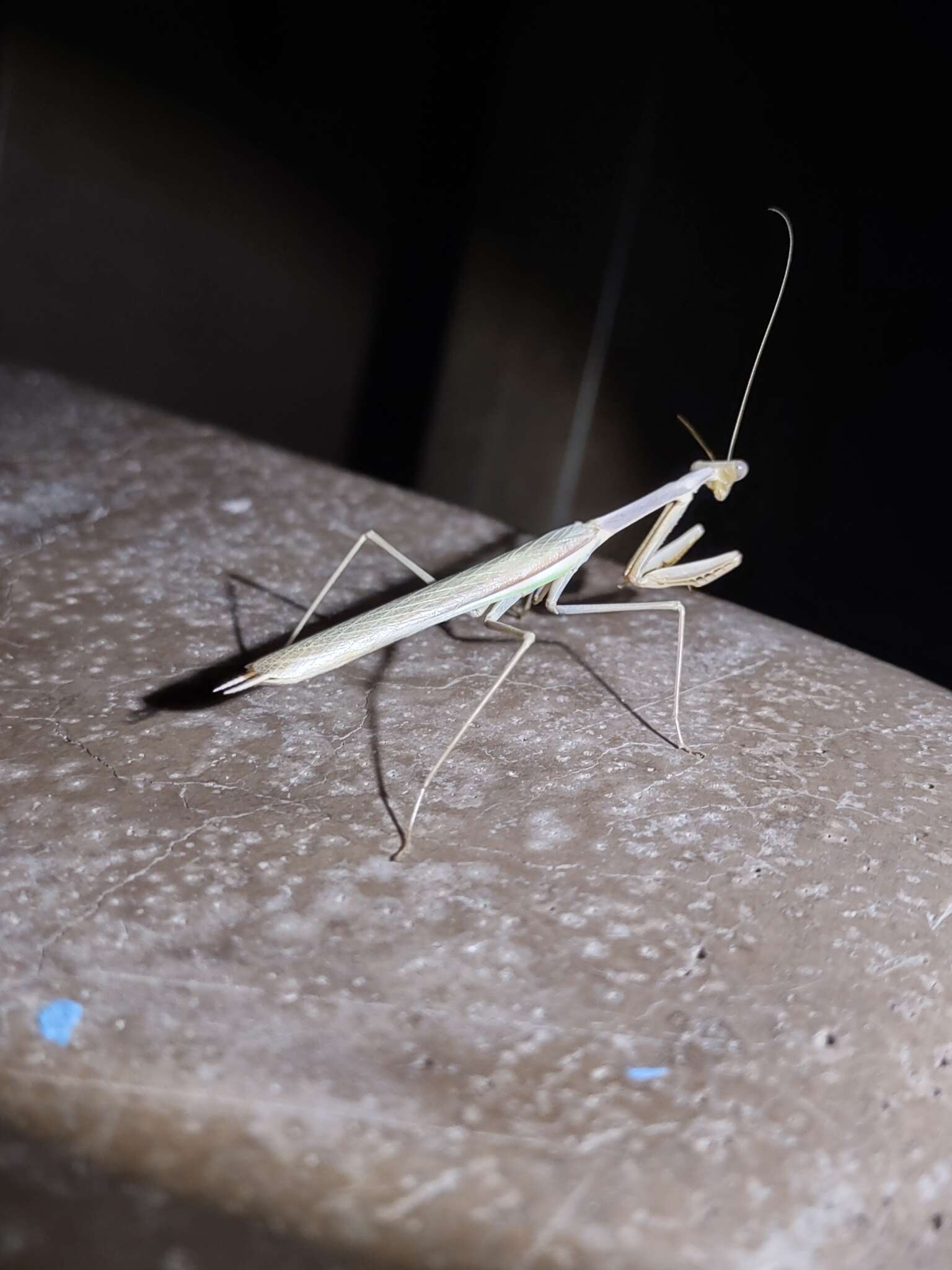 Image of Stagmomantis gracilipes Rehn 1907