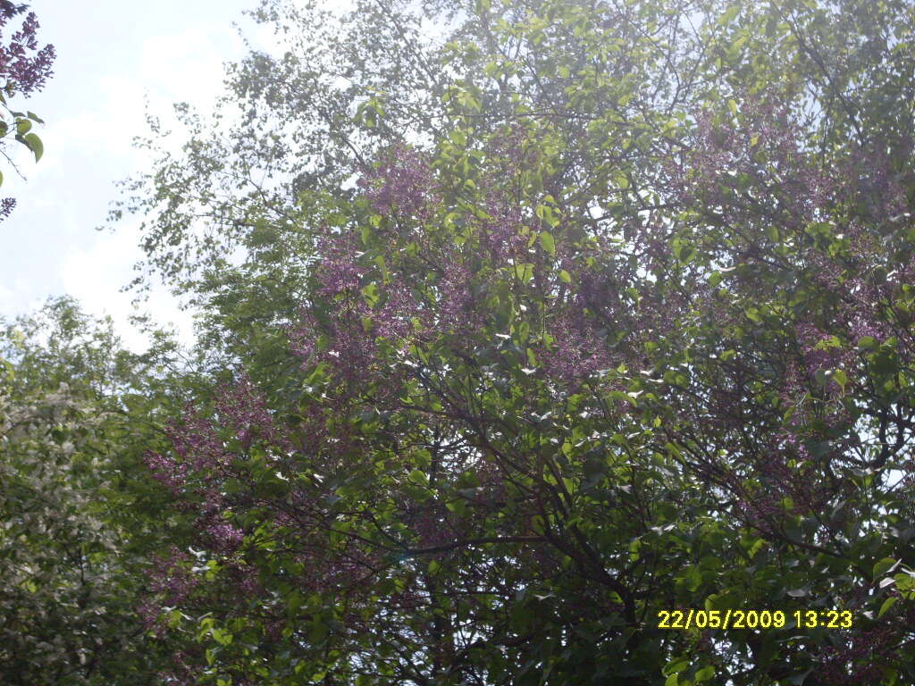 Image of Common Lilac