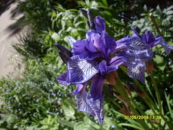 Image of German Iris