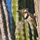 Image of Russet-throated Puffbird