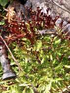 Image of Black fruited stink moss