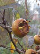 Image of Medlar