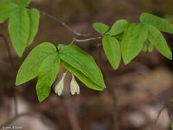 Image de Lonicera canadensis Bartr. ex Marsh.