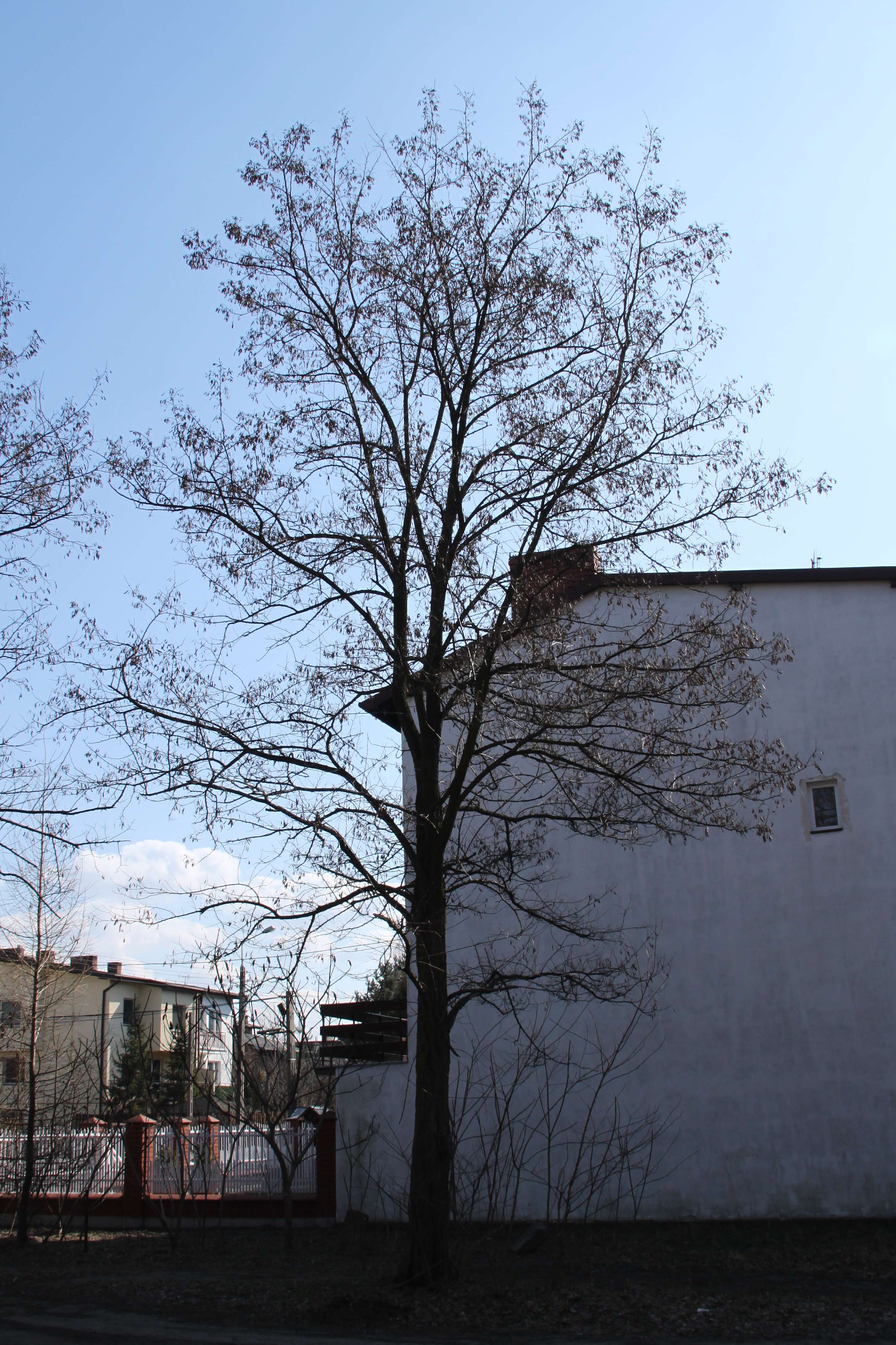 Image of black locust