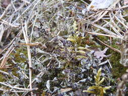 Image of cup lichen