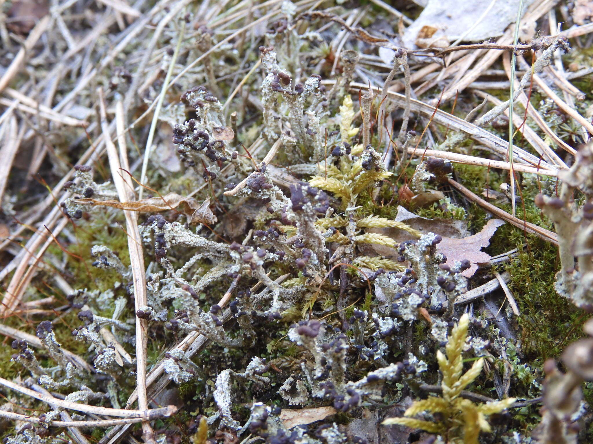 Image of cup lichen