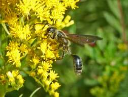 Image of Mud dauber