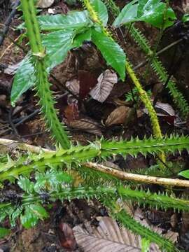 Image of Smilax siphilitica Humb. & Bonpl. ex Willd.