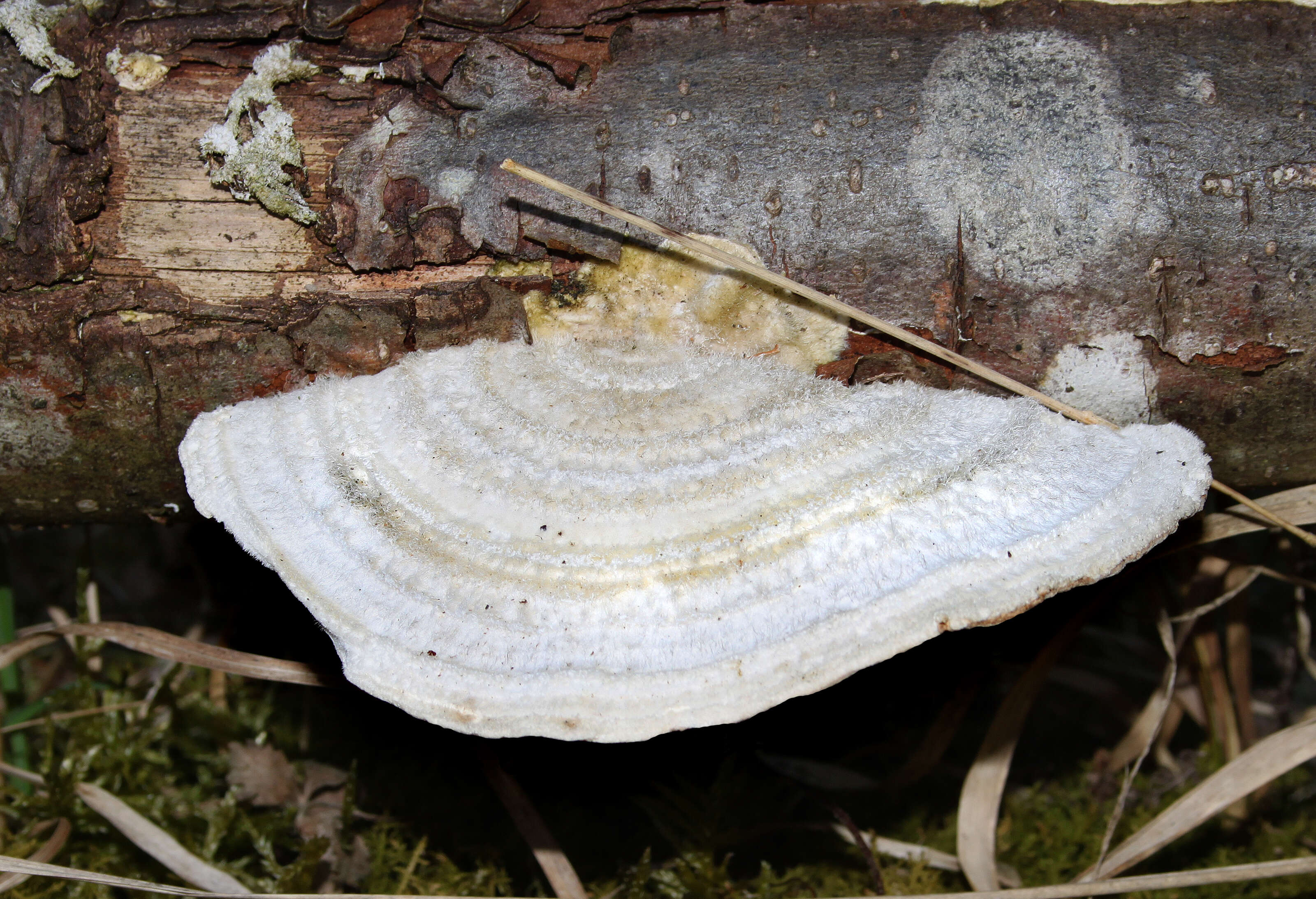 Image of Trametes pubescens (Schumach.) Pilát 1939