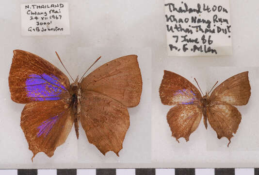 Surendra quercetorum (Moore 1857) resmi