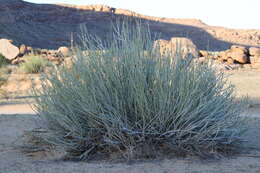 Image of Damara milk-bush