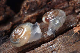 Image of common crystal snail