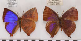 Image of Amblypodia narada Horsfield 1829