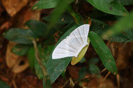 Image of Strophidia caudata Fabricius 1781