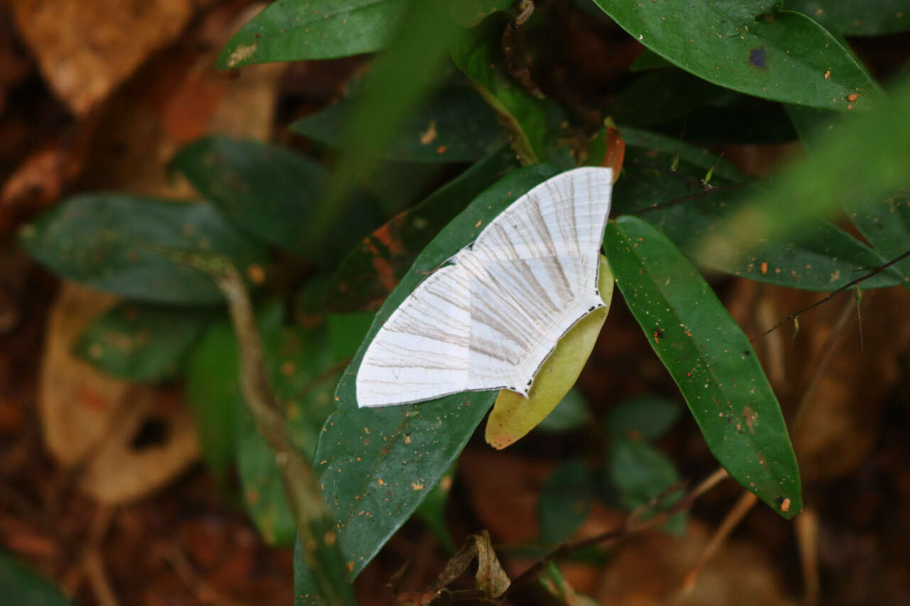 Слика од Strophidia caudata Fabricius 1781