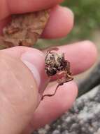 Image of Ophiocordyceps sphecocephala (Klotzsch ex Berk.) G. H. Sung, J. M. Sung, Hywel-Jones & Spatafora 2007